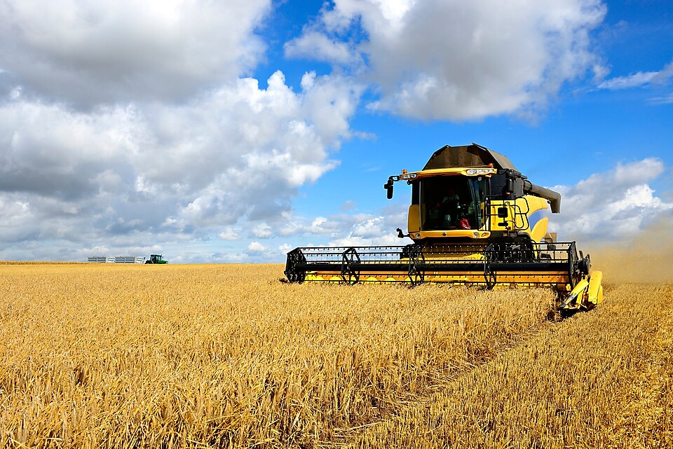 Corn in being cut down by a combine harvester